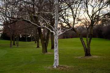 Fototapeta premium Happy little tree