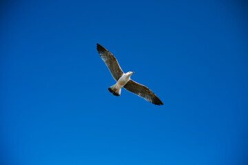 Vista nadir de una gaviota volando con fondo azul en un cielo totalmente despejado