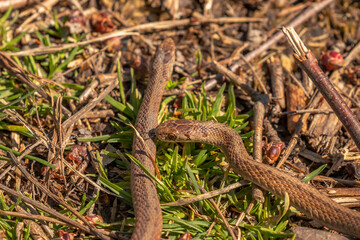 Young Brown Water Snakes make their way to the marsh