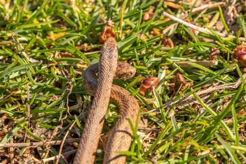 Young Brown Water Snakes make their way to the marsh