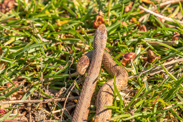 Young Brown Water Snakes make their way to the marsh