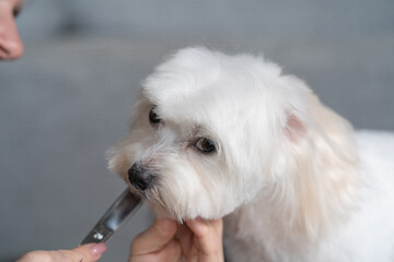 Haircut of funny dog. white maltese, close up