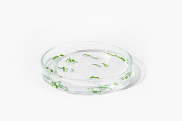 organic cosmetics, natural cosmetics, biofuels, algae. Natural green laboratory. Experiments. Petri dish with green plants on a light background.
