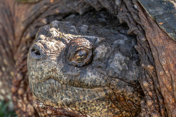 Extreme closeup of a Snapping Turtle