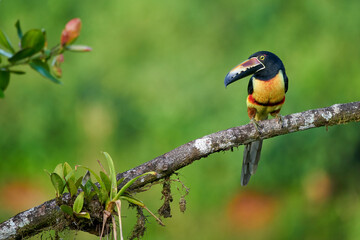 Collared Aracari perching on branch,