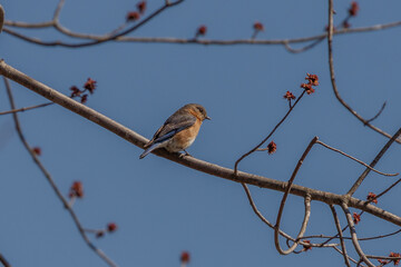 Female Eastern Bluebird perched on a tree branch