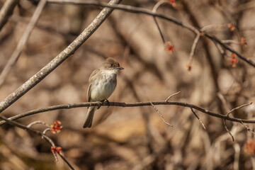 Eashern Phoebe perched on a tree branch