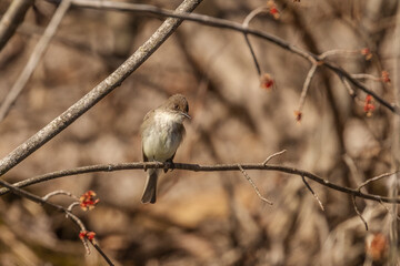 Eashern Phoebe perched on a tree branch
