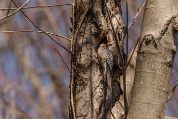 Red-bellied Woodpecker searches for grubs in a hole in a tree trunk