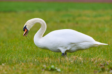 Mute swan on a meadow eating grass (Cygnus olor)