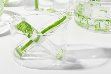 organic cosmetics, natural cosmetics, biofuels, algae. Natural green laboratory. Experiments. Laboratory glassware and containers with green plants on a light background.