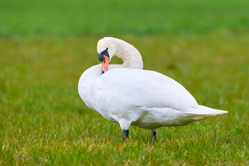 Mute swan preening feathers (Cygnus olor)