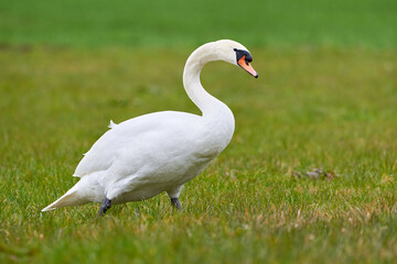 Mute swan on a meadow (Cygnus olor)