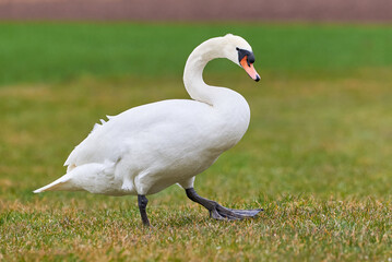 Mute swan on a meadow (Cygnus olor)