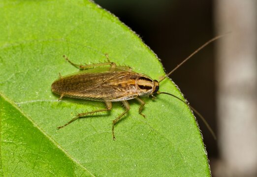German Cockroach (Blattella germanica) insect on leaf, nature pest control fumigation Springtime.