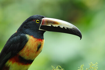 Collared Aracari perching on branch,