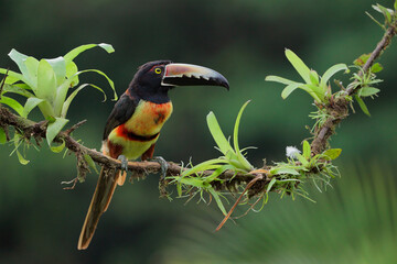 Collared Aracari perching on branch,
