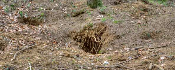 The badger usually builds underground burrows called badger castles. Hidden in the forest is one of...