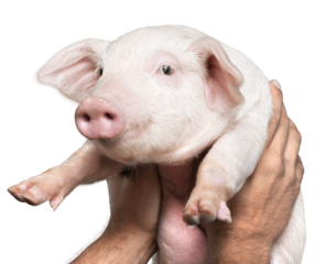 Hands Holding a Pinky Piglet in the Air