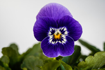 Close up of a purple viola flower. Purple flower with yellow center. White background.