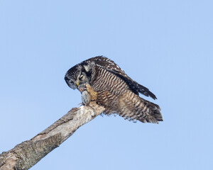Northern Hawk Owl caught a Close up of a northern hawk owl eating a vole up in a dead tree against blue sky