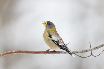 Female evening grosbeak on a horizontal tree branch with clean background