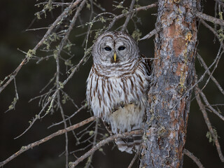 Barred owl perching on an eye-level branch, Sax-Zim Bog, MN