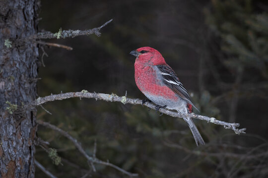 Male pine grosbeak perching on an eye level horizontal branch with dark background, Sax-Zim Bog, MN