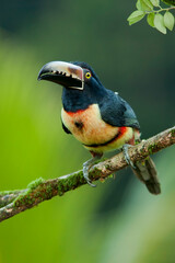 Collared Aracari perching on branch,