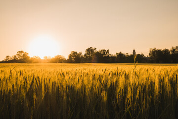 Sunset in the countryside, in the foreground you can see the wheat fields and in the background the golden sun.