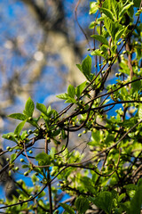 tree, sky, nature, spring, leaf, branch, plant, leaves, summer, blue, flower, foliage, branches, season, flora, forest, white, trees, garden