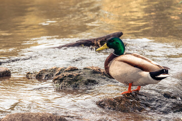 a duck stands on a stone above a flowing river