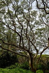 Fototapeta na wymiar Tropical Tree Study 3