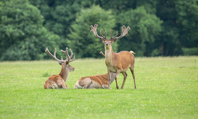 Sunlit red deer, cervus elaphus, stag with new antlers