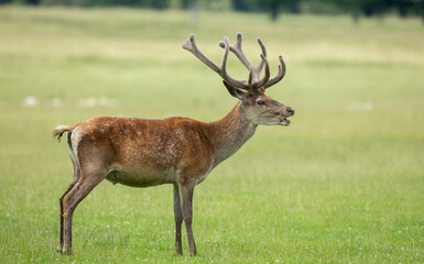 Naklejka na ściany i meble Sunlit red deer, cervus elaphus, stag with new antlers