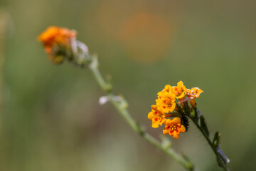Close up view of Common fiddleneck flowers native of California .