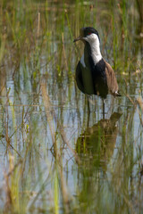 Spur-winged lapwing