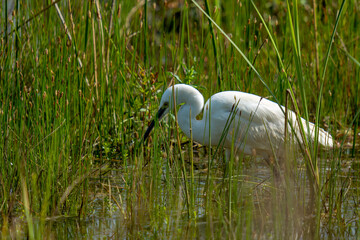 great white heron