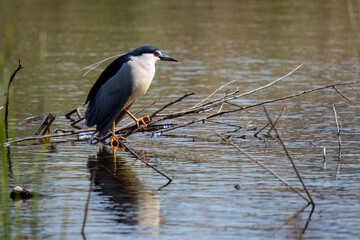 great blue heron on a branch