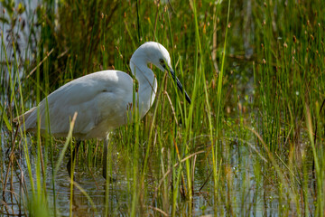 great white heron