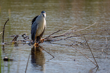 great blue heron in the water