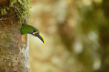 Northern Emerald Toucanet baby coming out of nest