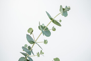 Single stem of a eucalyptus plant. Silvery blue color. White background.