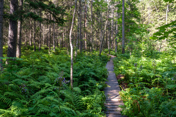 A wooden footpath in the forest between trees and ferns in Skuleskogen National Park in Sweden in northern Europe.