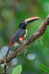 Fiery-billed Aracari perching on branch