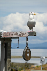 Seagull perched on fishing pier