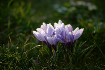 Kwiat, Krokus, wiosna, zieleń, fiolet