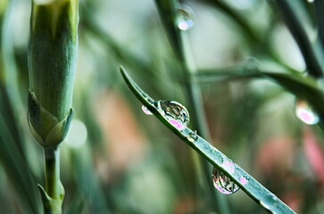 Kropla rosy na pąkach goździków w ogrodzie. © MyArtGaze
