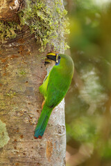 Northern Emerald toucanet feeding baby at nest