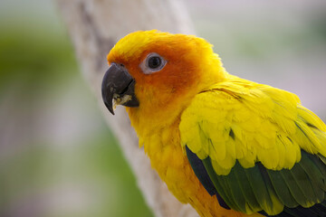 コガネメキシコインコのポートレート画像
